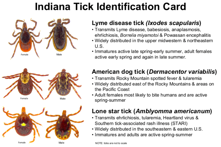 indiana tick identification