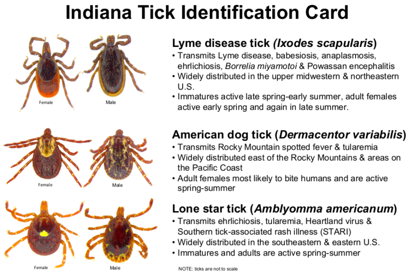 tick identification card